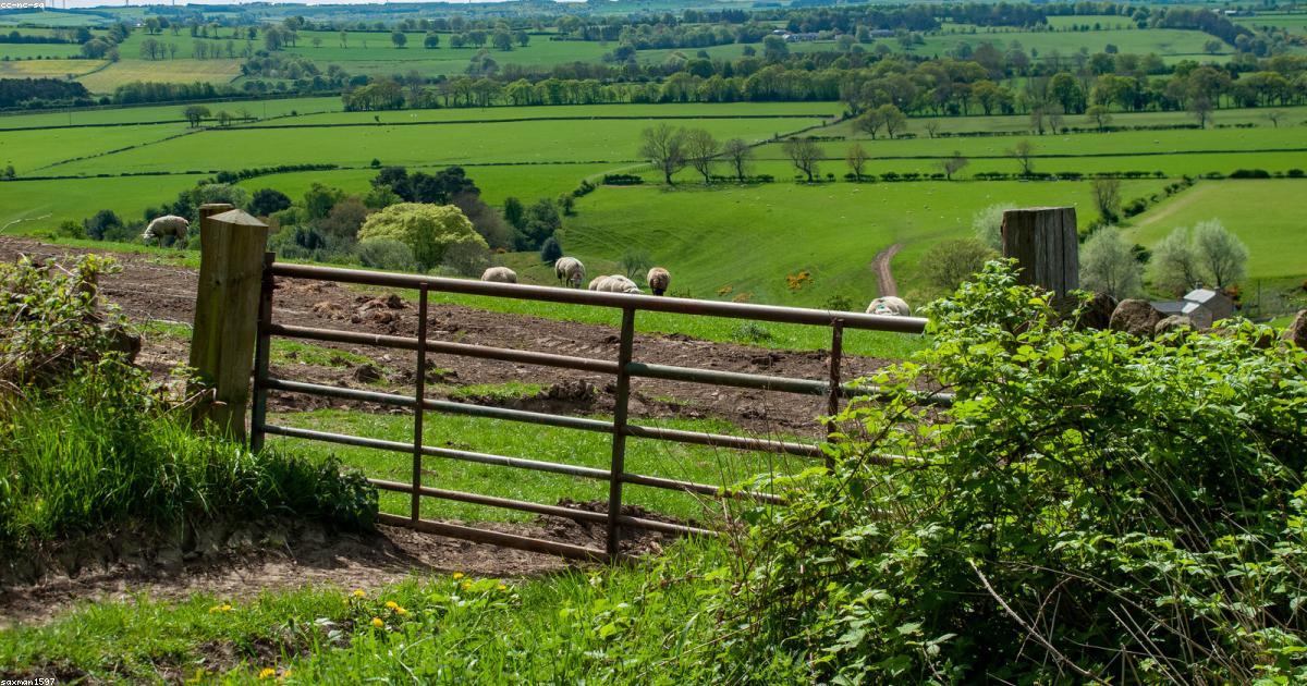 Pistachos: ¿La Inversión Agrícola del Futuro? Descubre tu Rentabilidad