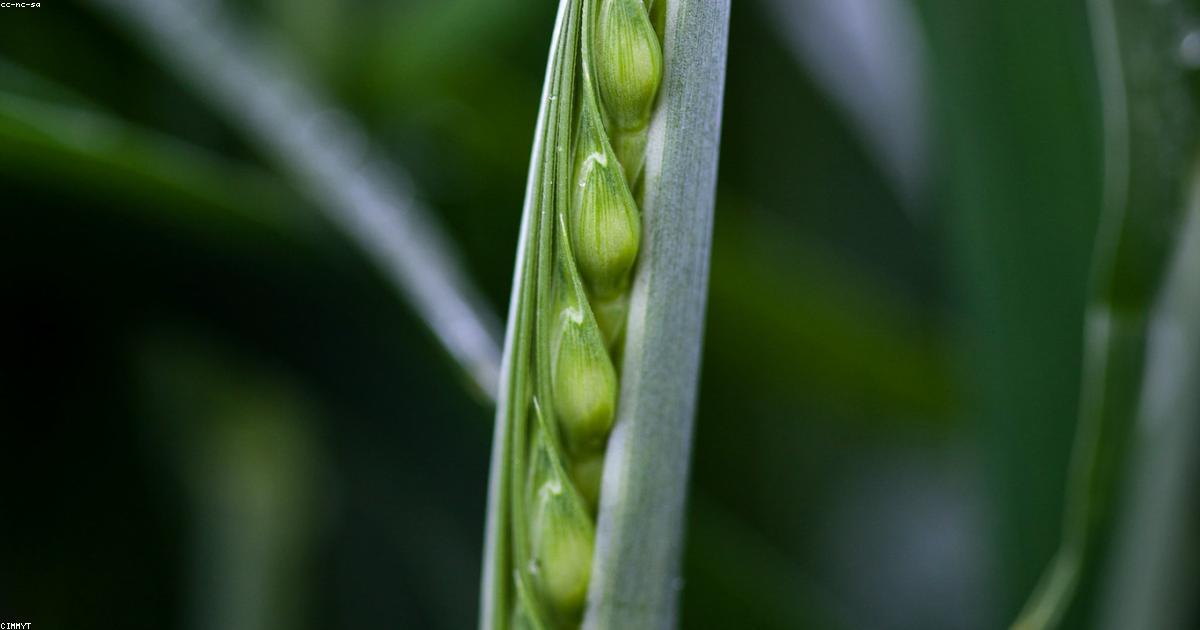 Robots en el Campo: ¿Es Rentable Invertir en Cosecha Precisa?